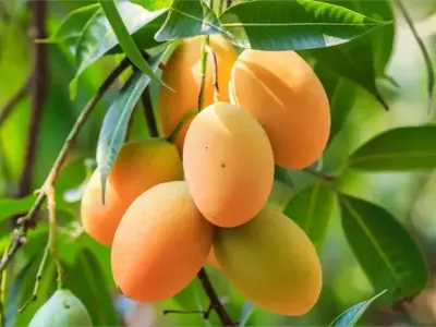 Hướng dẫn chi tiết cách trồng cây xoài đạt năng suất cao