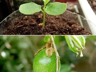 Cách trồng chanh leo tại nhà hiệu quả cho năng suất cao