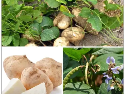Hướng dẫn toàn tập cách trồng củ đậu tại nhà cực hiệu quả