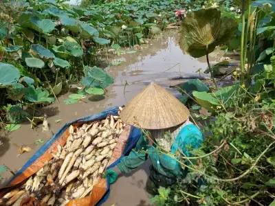 Kỹ thuật trồng củ sen đúng chuẩn tăng năng suất tại nhà