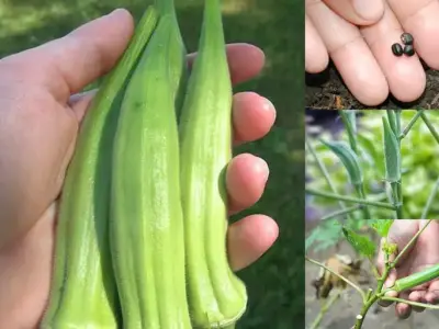 Hướng dẫn cách trồng đậu bắp tại nhà để đạt năng suất cao