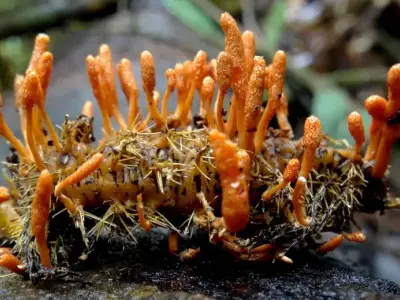 Cách trồng đông trùng hạ thảo hiệu quả tại nhà dễ áp dụng