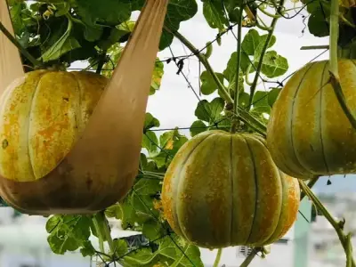 Bí quyết trồng dưa bở sai quả to tròn ngọt thanh tự nhiên