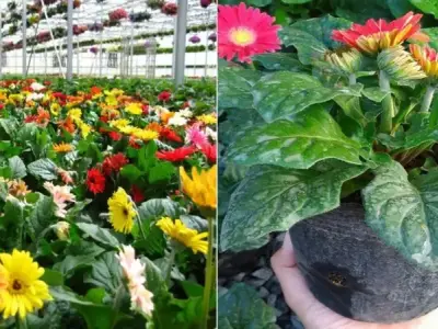 Cách gieo hạt hoa đồng tiền hiệu quả đạt tỉ lệ nảy mầm cao
