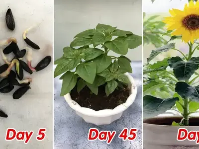 Bí quyết để trồng hoa hướng dương tại nhà cho vườn rực rỡ