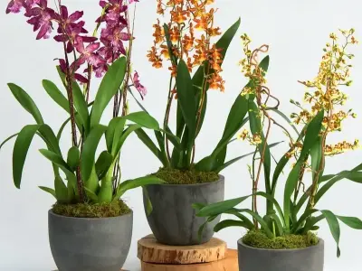 Cách trồng hoa lan vũ nữ tại nhà đơn giản nhưng hiệu quả