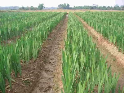 Học cách trồng hoa lay ơn để vườn nhà luôn luôn đầy sắc màu