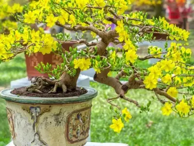 Cách trồng hoa mai vàng rực rỡ đơn giản cho người mới