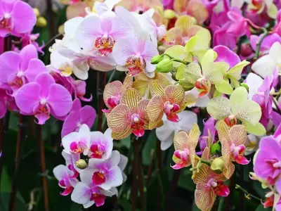 Cách trồng hoa phong lan đơn giản cho người mới bắt đầu