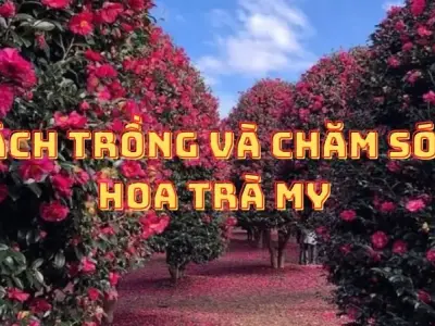 Hướng dẫn chi tiết cách trồng hoa trà my rực rỡ quanh năm