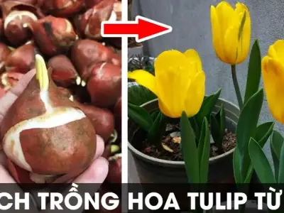 Cách trồng hoa tulip đẹp tại nhà cho người mới bắt đầu