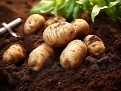 Cách trồng khoai tây hiệu quả từ chọn giống đến thu hoạch