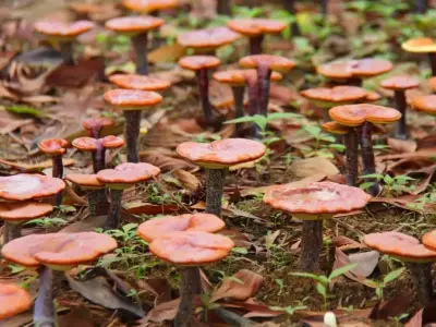 Hướng dẫn chi tiết cách trồng nấm linh chi tại nhà hiệu quả