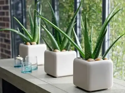 Cách trồng nha đam chuẩn giúp cây nhanh lớn tại nhà