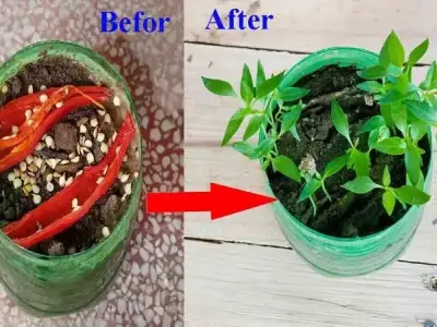 Bí quyết trồng ớt nhiều quả xanh tốt quanh năm hiệu quả
