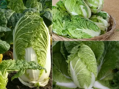 Cách trồng rau cải thảo tại nhà đơn giản và hiệu quả nhất