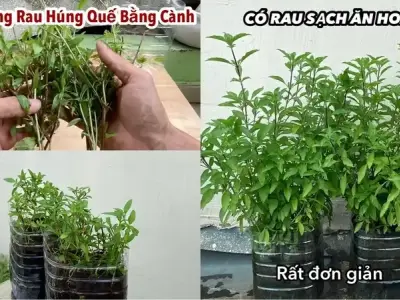 Cách chăm sóc và trồng rau húng chó luôn xanh tốt tại nhà