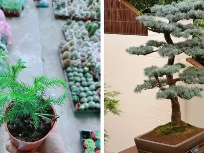 Khám phá vẻ đẹp và giá trị quý hiếm của cây bách xanh
