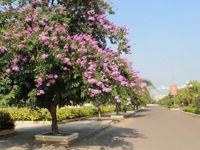 Khám phá vẻ đẹp và công dụng tuyệt vời của cây bằng lăng