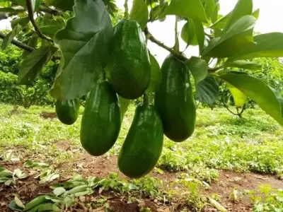 Khám phá đặc điểm và lợi ích tuyệt vời từ cây bơ cho sức khỏe