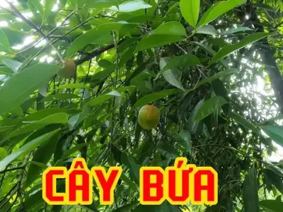 Khám phá Cây bứa – Cây cảnh độc đáo và dễ trồng trong vườn