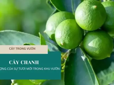 Khám Phá Cây Chanh – Trồng Và Chăm Sóc Hiệu Quả Tại Nhà