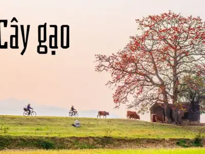 Cây gạo – Biểu tượng mùa hè rực rỡ và ý nghĩa văn hóa