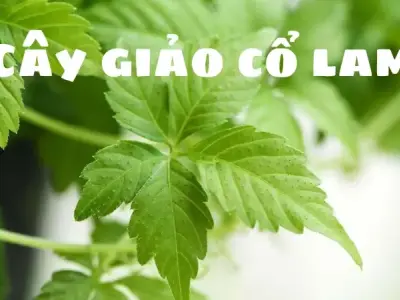 Khám phá công dụng và kinh nghiệm dùng cây giảo cổ lam