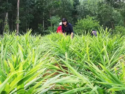 Cây gừng – Công dụng, cách trồng và chăm sóc hiệu quả