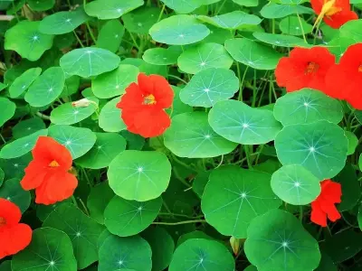 Cây hoa sen cạn – Vẻ đẹp rực rỡ cho không gian sống