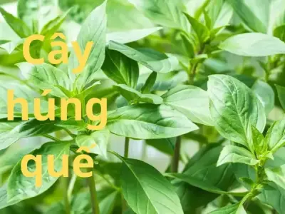 Cây húng quế- Cách trồng và chăm sóc đơn giản hiệu quả