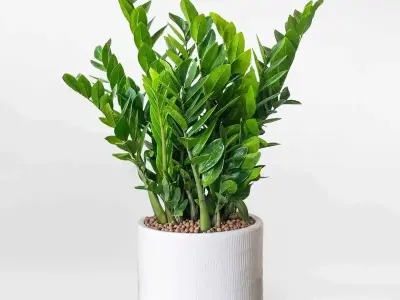 Bí quyết chăm sóc Cây kim tiền luôn xanh tốt và may mắn