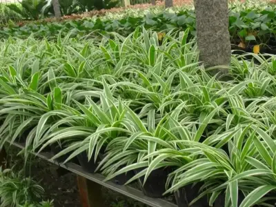 Khám phá Cây lan chi – Vẻ đẹp tinh tế cho không gian xanh