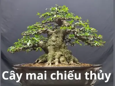 Cây mai chiếu thủy – Loài cây phong thủy mang vẻ đẹp thanh tao