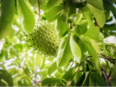 Cây mãng cầu xiêm: Cách trồng, chăm sóc và thu hoạch tốt nhất