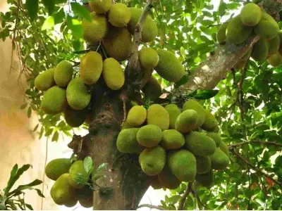 Tìm hiểu Cây mít và cách chăm sóc để cây luôn khỏe