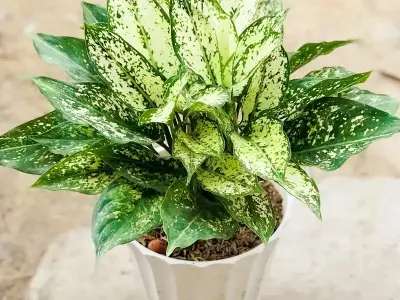 Khám phá Cây ngọc ngân- Ý nghĩa, cách chăm sóc và hình ảnh