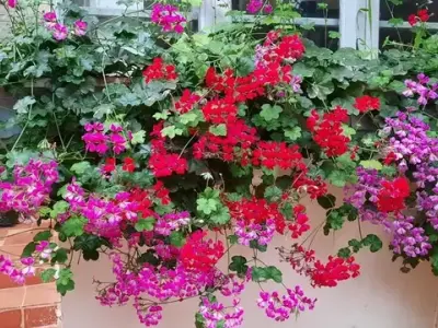Hình ảnh Cây Phong Lữ Thảo và ý nghĩa phong thủy đặc biệt