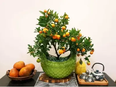 Cây quất ngày Tết mang may mắn và cách chăm sóc chuẩn