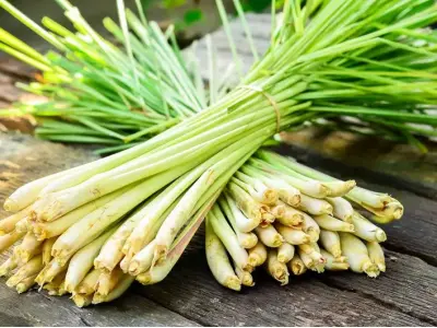Khám phá công dụng tuyệt vời và cách trồng cây sả hiệu quả