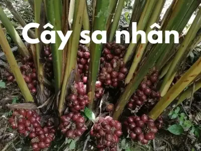 Cây sa nhân và những công dụng quý hiếm trong Đông y
