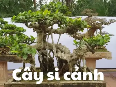 Khám phá vẻ đẹp và cách chăm sóc cây si cảnh hiệu quả