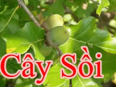 Cây sồi – loài cây biểu tượng của sức sống và trường tồn