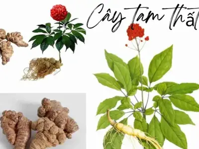 Khám phá giá trị và công dụng tuyệt vời của cây tam thất