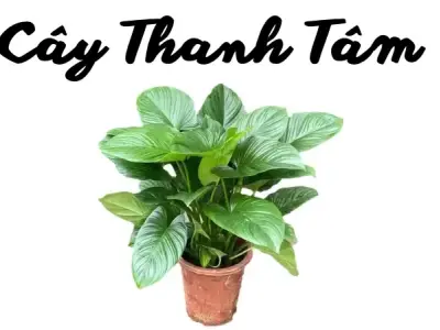 Hình ảnh cây Thanh Tâm và ý nghĩa phong thủy trong nhà