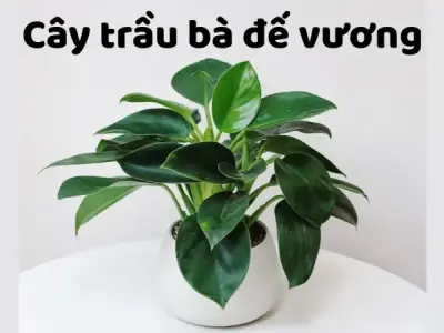 Cây trầu bà đế vương – Hình ảnh và cách chăm sóc đúng chuẩn