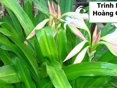 Tìm hiểu công dụng và hình ảnh cây trinh nữ hoàng cung