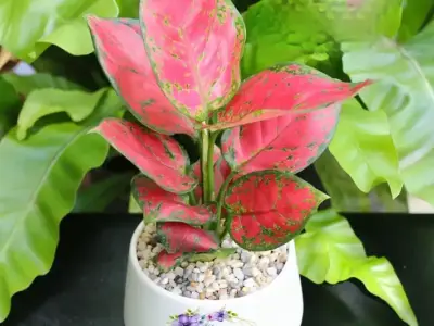 Hình ảnh cây vạn lộc – Cây phong thủy mang may mắn