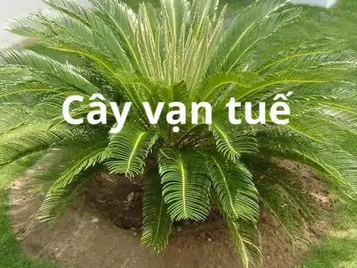 Cây vạn tuế – Ý nghĩa phong thủy và bí quyết chăm sóc chuẩn