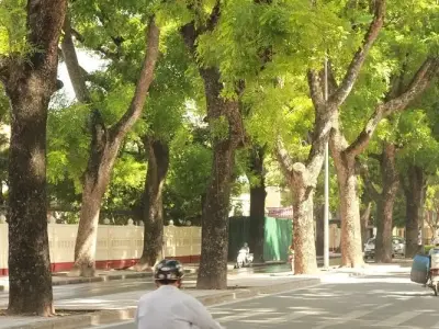 Tìm hiểu đặc điểm công dụng và giá trị tuyệt vời của cây xà cừ